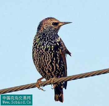 雀形目鸟类图谱大全：388张图！