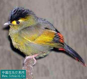 雀形目鸟类图谱大全：388张图！