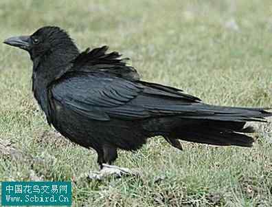 雀形目鸟类图谱大全：388张图！