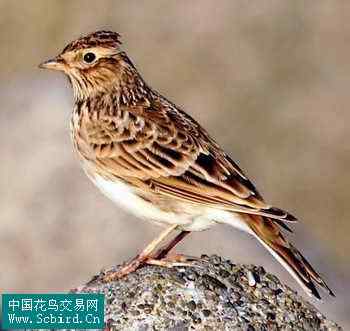 雀形目鸟类图谱大全：388张图！