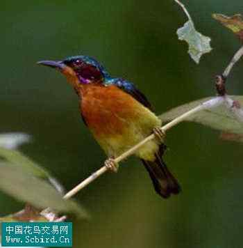 雀形目鸟类图谱大全：388张图！