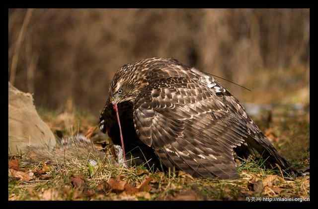 [组图]苍鹰吃松鼠吃兔子