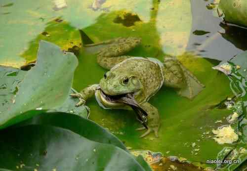 牛蛙吞吃麻雀 物种入侵可不是闹着玩的