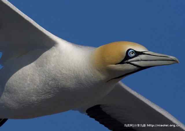 飞翔的南非鲣鸟 飞翔的南非鲣鸟