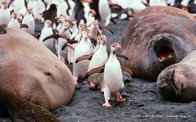 史上最全的企鹅知识