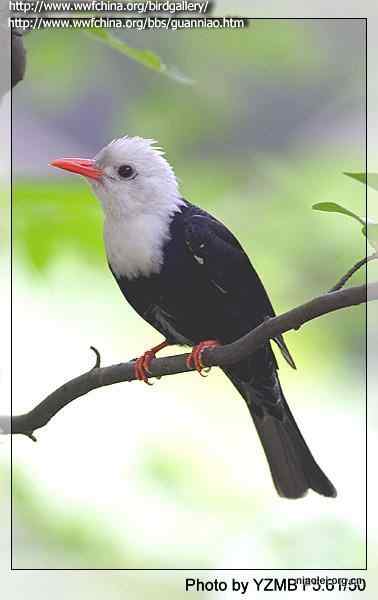常见有头冠的小鸟 鹎科鸟类大全