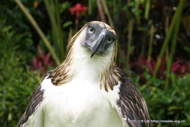 狮子头型的大鸟－－菲律宾国鸟食猿雕