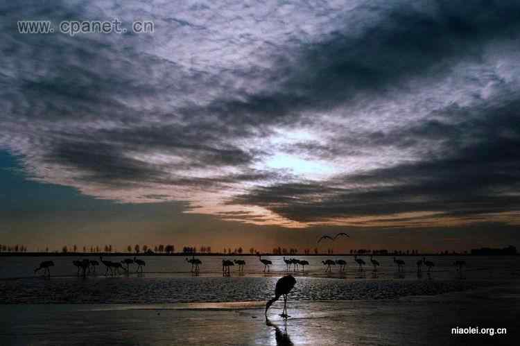 中国著名丹顶鹤摄影家沈立华遗作 中国著名丹顶鹤摄影家沈立华遗作