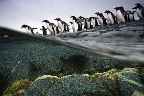 巴布亚企鹅摄影图片