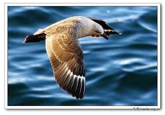 捕不到鱼 那就捕鸟吧