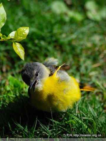 五彩缤纷的山椒鸟