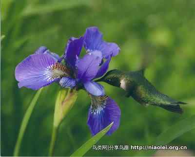 大师评图——蜂鸟