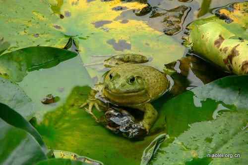 牛蛙吞吃麻雀 物种入侵可不是闹着玩的