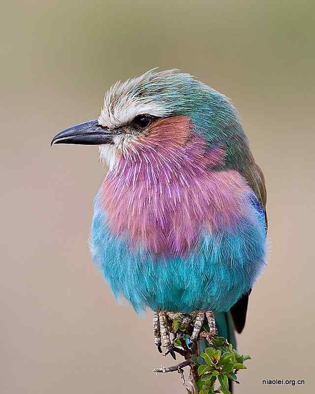 紫胸佛法僧 Lilac-breasted Roller