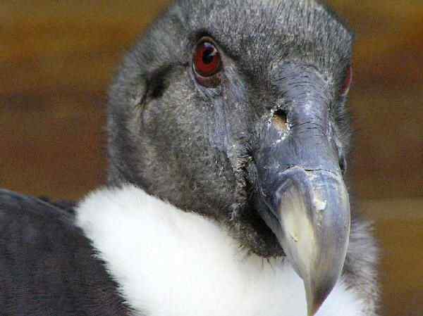 世界上最大的猛禽安第斯神鹰濒临灭绝