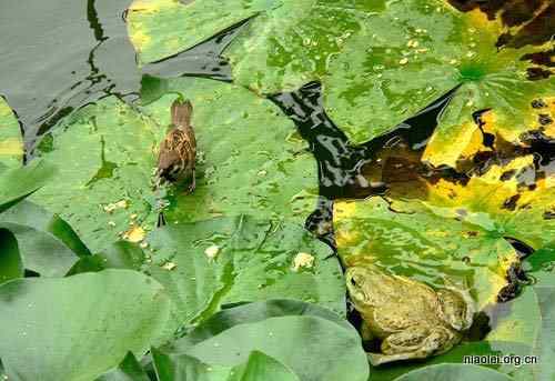 牛蛙吞吃麻雀 物种入侵可不是闹着玩的