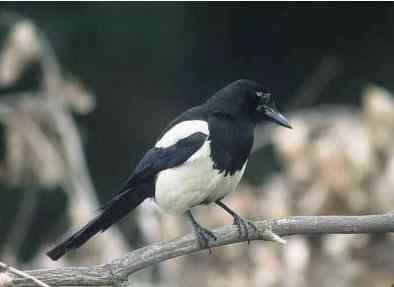 七夕之际 真的看不到喜鹊