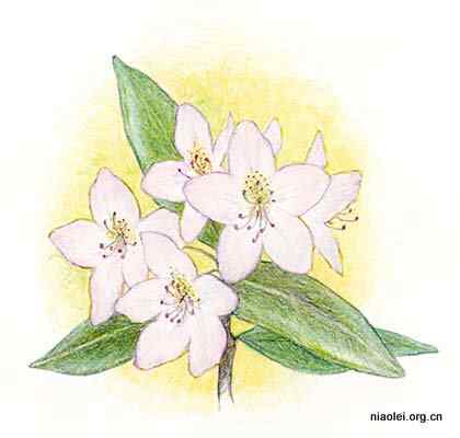 美国50州的州徽、州花、州树、州鸟(下)