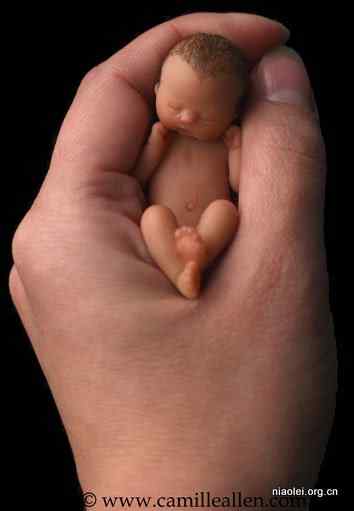 蛋壳里的婴儿 Egg Babies