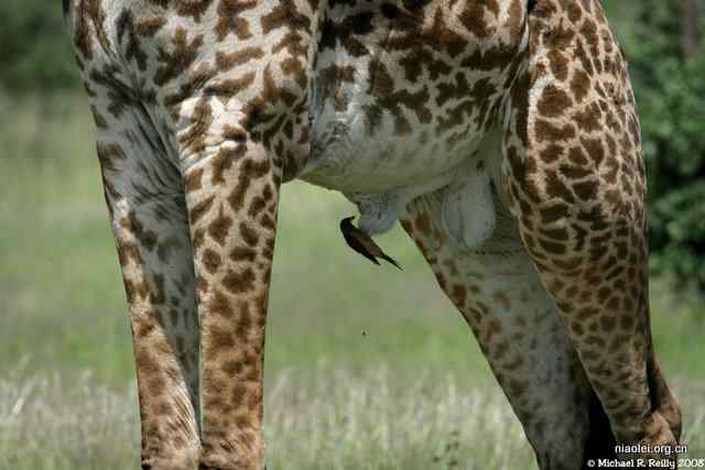 [趣图]鸟长颈鹿的鸟