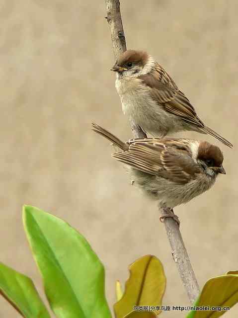 秋天里的小麻雀