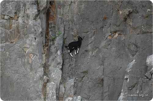 ubuntu各大发行版的动物代号
