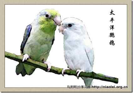 笼养鸟：鹦鹉类