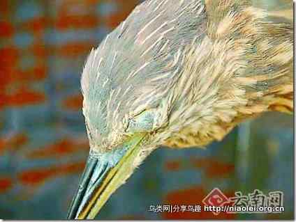 老太太虐待鸟类被拘