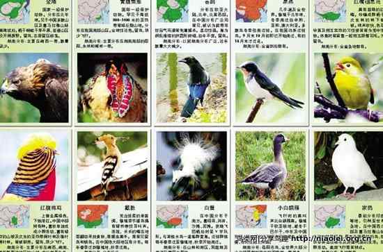 评不了国鸟,先评省鸟