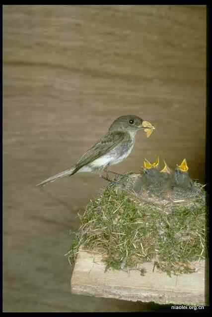 劝君莫打枝头鸟，子在巢中望母归