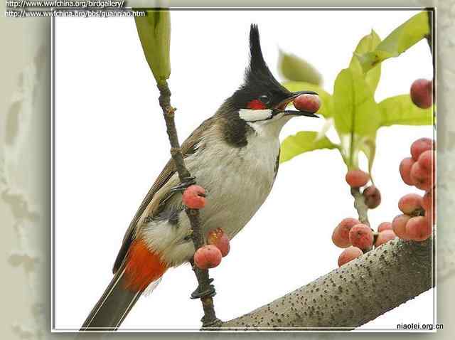 常见有头冠的小鸟 鹎科鸟类大全