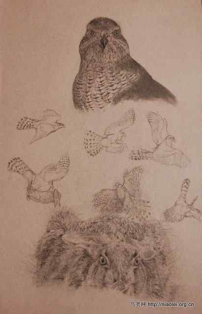 [组图]苍鹰吃松鼠吃兔子