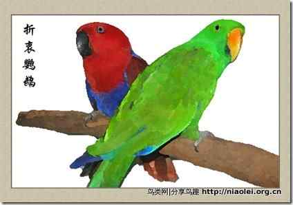 笼养鸟：鹦鹉类
