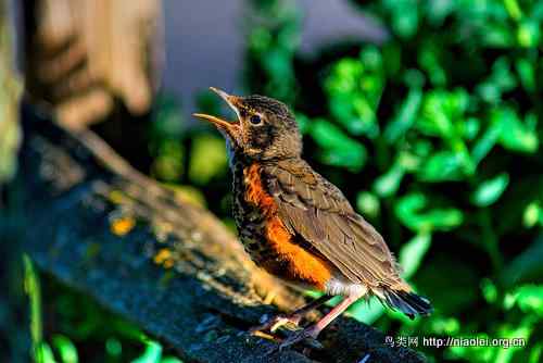 早起的鸟儿有虫吃 | The early bird catches the worm