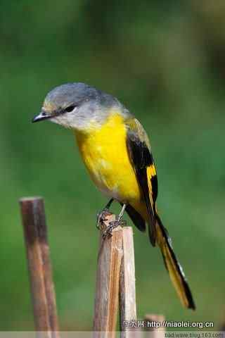 五彩缤纷的山椒鸟