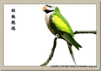 笼养鸟：鹦鹉类