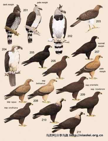 狮子头型的大鸟－－菲律宾国鸟食猿雕