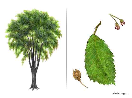 美国50州的州徽、州花、州树、州鸟(上)