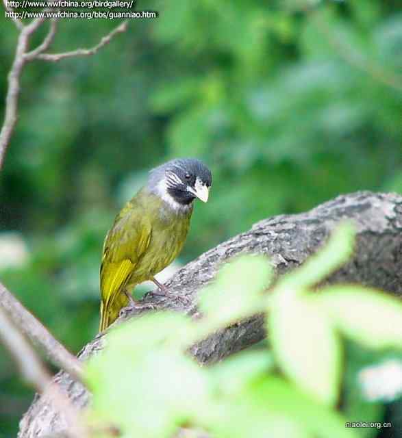 常见有头冠的小鸟 鹎科鸟类大全