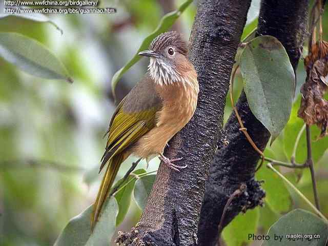 常见有头冠的小鸟 鹎科鸟类大全