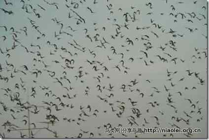 万鸟排阵，上演"狼来了"