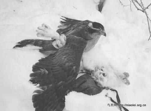 [组图]苍鹰吃松鼠吃兔子