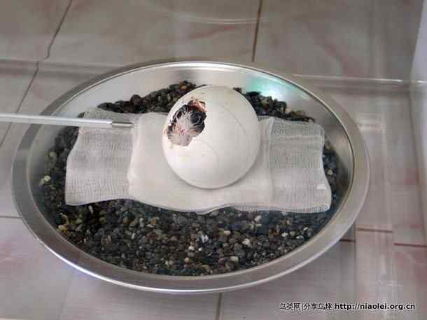 狮子头型的大鸟－－菲律宾国鸟食猿雕