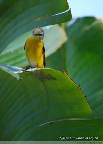 五彩缤纷的山椒鸟