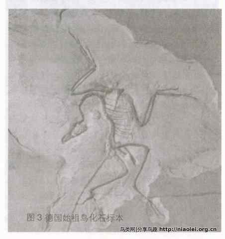 鸟类起源之争:恐龙起源说