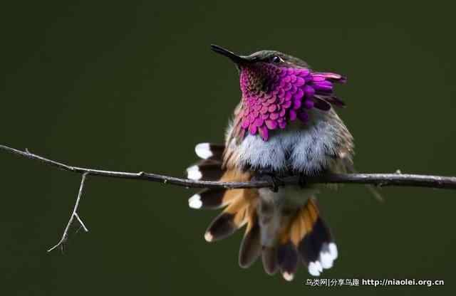 Picture talk 13:白喉蜂鸟