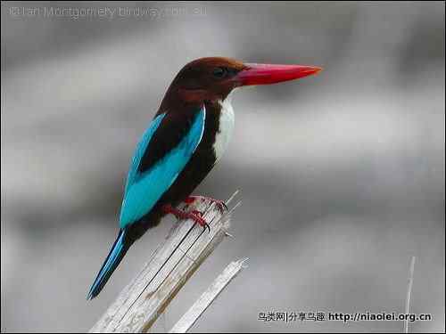 澳大利亚观鸟网站：Birdway