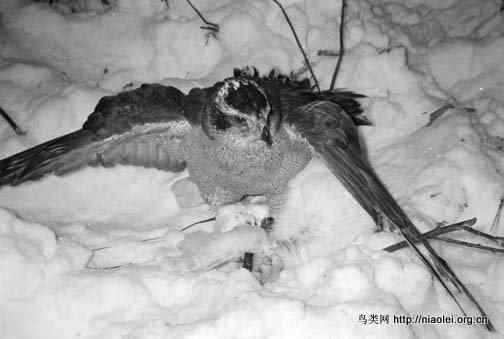 [组图]苍鹰吃松鼠吃兔子