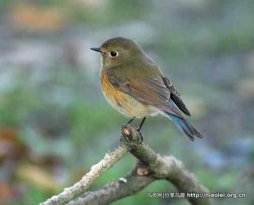 红尾鸲与蓝尾鸲
