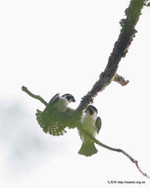世界上最小的猛禽 白腿小隼
